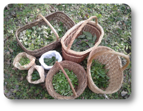 recolte plantes sauvages comestibles